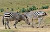 Play Fighting Burchell's Zebra (Equus burchellii) - Burchell's Zebra (Equus burchellii) fight 9