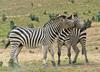 Play Fighting Burchell's Zebra (Equus burchellii) - Burchell's Zebra (Equus burchellii) fight 1