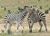 Play Fighting Burchell's Zebra (Equus burchellii) - Burchell's Zebra (Equus burchellii) fight 2
