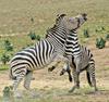 Play Fighting Burchell's Zebra (Equus burchellii) - Burchell's Zebra (Equus burchellii) fight 3
