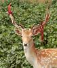 Fallow Deer (Cervus dama) Shedding Velvet From Antlers.