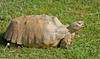 African Spurred Tortoise (Geochelone sulcata)