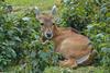 Nilgai (Boselaphus tragocamelus)