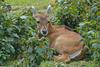 Nilgai (Boselaphus tragocamelus)