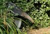 Giant Anteater (Myrmecophaga tridactyla)001