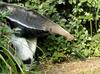 Giant Anteater (Myrmecophaga tridactyla)004