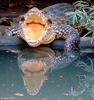 Some Crocodiles - ccroc7lr