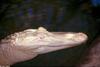 Some Gators - Alligator mississippiensis - Albino 0014