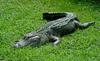 Some Gators - American Alligator (Alligator mississipiensis)0001