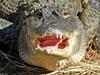 Some Gators - American Alligator close-up