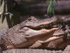 Some Gators - American Alligators 0505