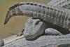 Some Gators - Arkansas gators 001