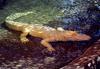 Some Gators - albino alligator 0108