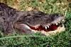 Some Gators - happy gator