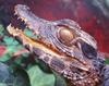 Some Caiman - Schneider's dwarf caiman (Paleosuchus trigonatus)1071