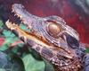 Some Caiman - Schneider's dwarf caiman (Paleosuchus trigonatus)1071