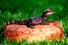 Some Caiman - Schneider's dwarf caiman (Paleosuchus trigonatus)1113