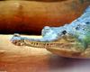 Some Gharials - Gharial (Gavialis gangeticus)1172