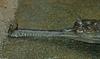 Some Gharials - gharial3