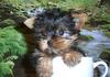 Adorable baby teacup yorkie for adoption
