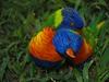 Lorikeet