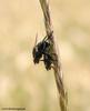 Mating flies