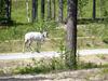 rendeer Lappland in North Finland