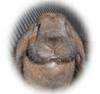 my great boyrabbit Jussi-Matti