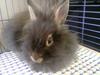 my nice girlrabbit Assi-Orvokki