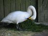 Finland's national bird