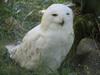 Lappland's owl (Finland)