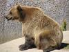 grey bear (Finland)