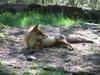 fox (Finland)