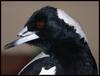 Aussie magpie 1/2