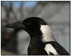 Aussie magpie 2/2