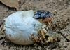 Baby Hog -- Eastern Hog-nosed Snake (Heterodon platirhinos)