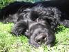Portugese water dog
