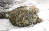 Young snow leopard