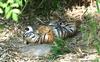 Sleeping sumatran tiger cub