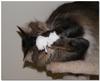 Cleo cat 1