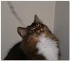 Cleo cat 2