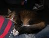 Cleo cat 3
