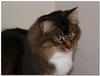 Cleo cat 4