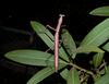 mantis 3