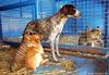 tiger-dog brothers