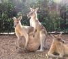 roo family