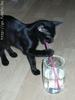 tool cat