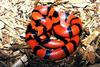 Tangerine Honduran Milksnake (L. t. hondurensis)