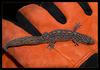 gecko on glove