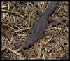 gecko on ground